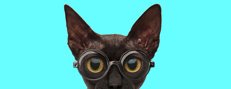 猫咪戴着眼镜，遮住了自己的脸