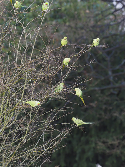 环颈长尾鹦鹉