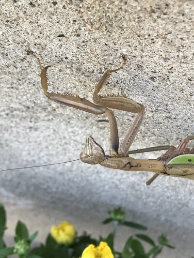 螳螂