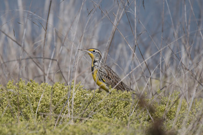 栖息在灌木上的西部Meadowlark (Sturnella negta)鸟