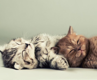 小猫