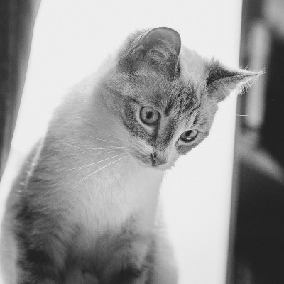 一只暹罗点山猫俯视着灯光背景