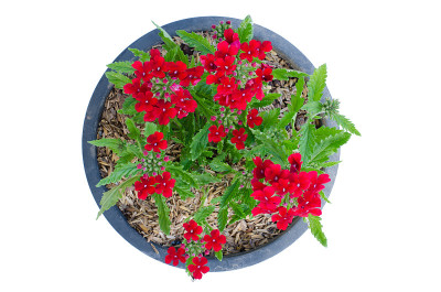 Verbena (verbenas或vervains)