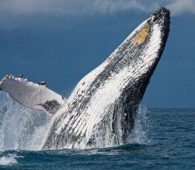 Humpback whale jumps out of the water.
