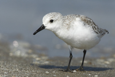 Sanderling (Calidris alba)在海滩，玻利瓦尔半岛，美国德克萨斯州