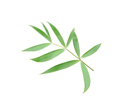 绿叶的棕榈树孤立在白色的背景