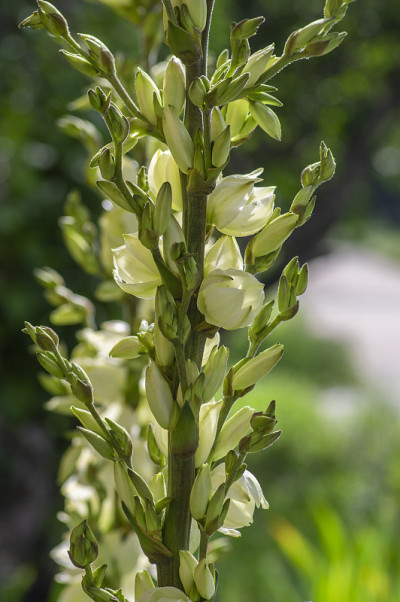 丝兰针线白花盛开，常绿灌木开花，花和芽长在高茎上
