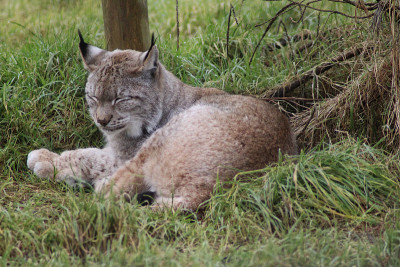 欧亚猞猁(lynx lynx)
