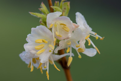 金银花(忍冬)花