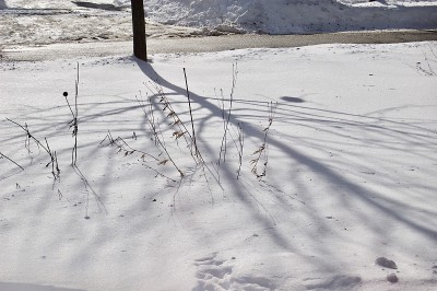 刚下过雪的树影