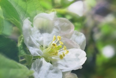 苹果花