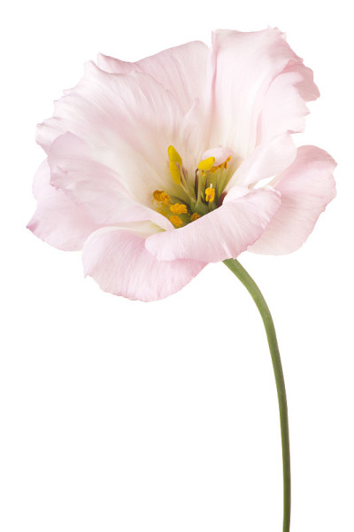 eustoma
