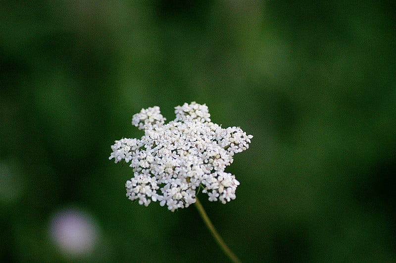 花序花头特写的牛欧芹或野生胡萝卜(Daucus carota)来自蜂科，是一种野花，生长在自己附近的