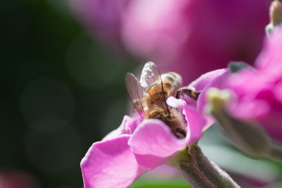 蜜蜂