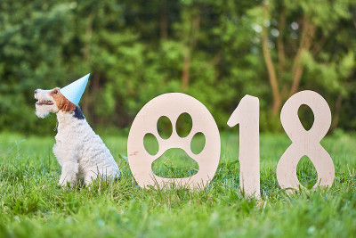 可爱的快乐狐狸梗犬在公园2018年新年贺词