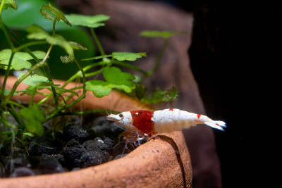 红蜂矮虾呆在淡水水族缸的诗歌装饰边缘，在土壤中寻找食物