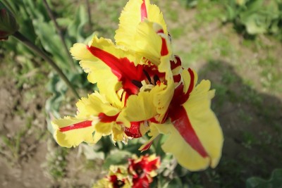 四季之花