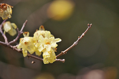 Chimonanthus praecox