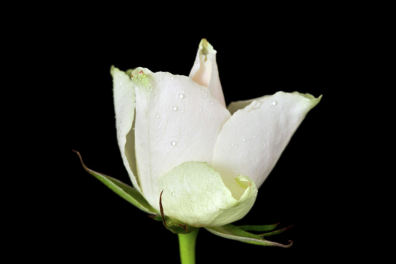 Rose flower with drops of water