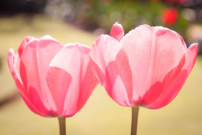 郁金香花之美