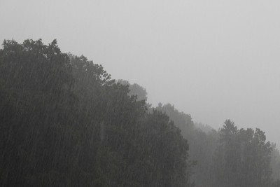 多雾的森林在下雨的天气条件下