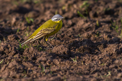 西部黄Wagtail(莫塔西拉黄)