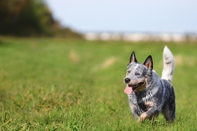 蓝色跟随者或澳大利亚牧牛犬在绿色的草地上奔跑。副本的空间。