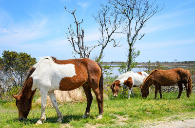Assateague岛