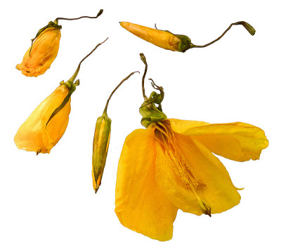 鲜冻黄蜀葵花，照片处理