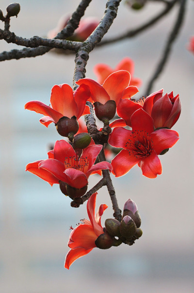 卡波克花
