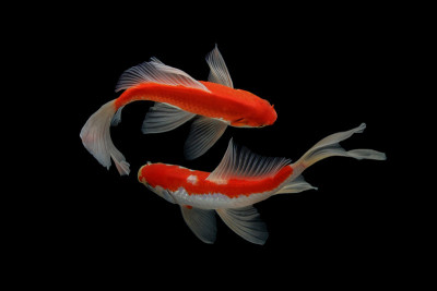 蝴蝶锦鲤鱼