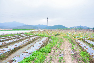 农用聚乙烯塑料在温室中新种植的苦瓜。