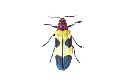 Chrysochroa buqueti