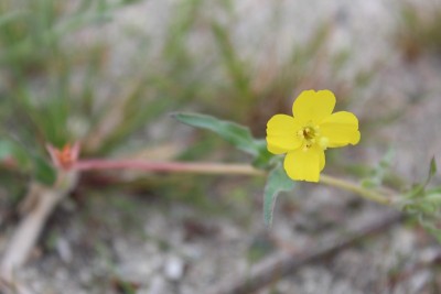 Camissonia campestris - field樱草花- 29棵棕榈树- 013019 f