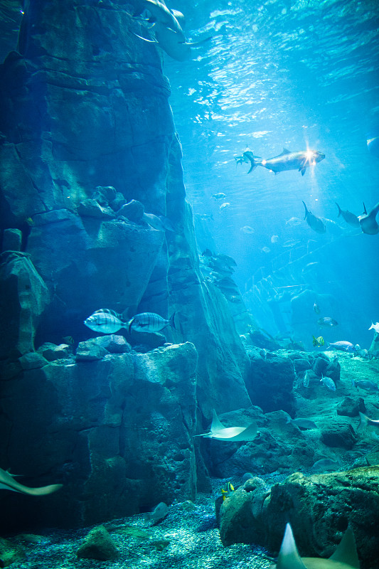 水族馆里奇异的鱼