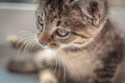 小猫
