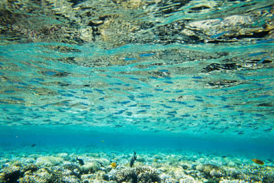海底世界全景。水下珊瑚礁海洋灯
