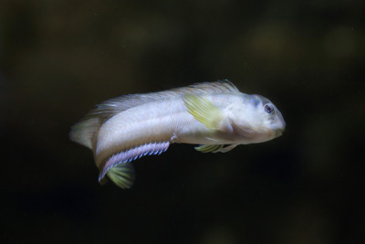 戈比(Gobius sp.)。