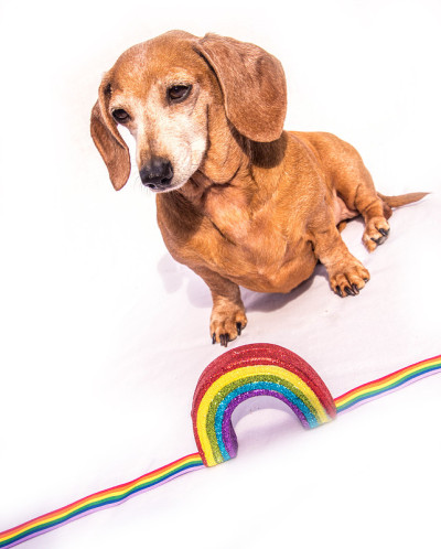 迷你腊肠犬彩虹