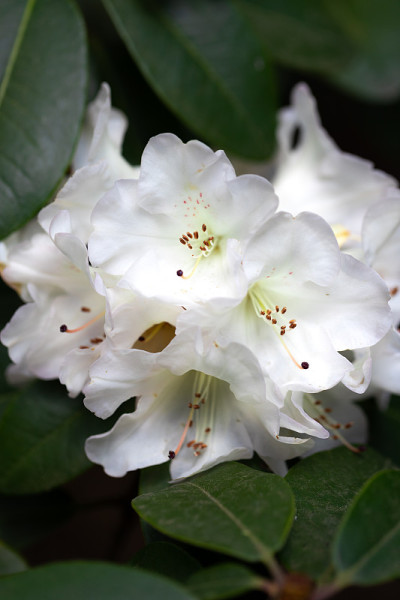 花选择