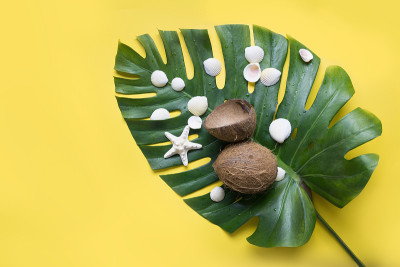Beach tropical concept with monstera leaf, coconut