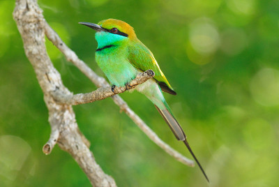 小绿食蜂(Merops orientalis)，斯里兰卡