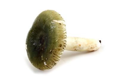 绿色russule蘑菇