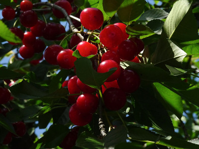 成熟的酸樱桃，也叫酸樱桃，学名Prunus cerasus，在阳光的直射下挂在树叶和树枝之间