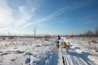 一群西伯利亚哈士奇在雪地上拉雪橇