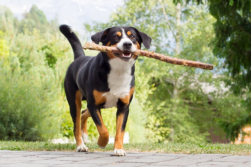 森嫩猎犬在玩长树枝