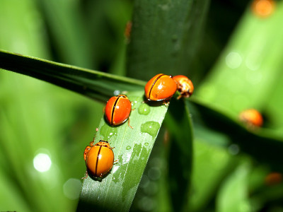 虫昆虫