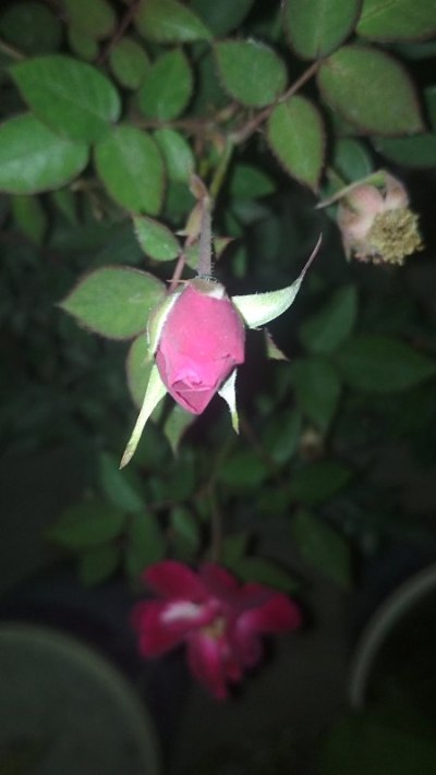 开花