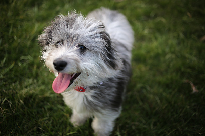 6个月大的蓝色山鸟色迷你澳洲毛犬