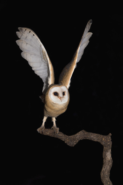 仓鸮去打猎(Tyto alba)